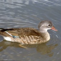 Mandarin Duck